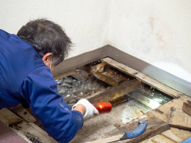 Best Toxic Mold Removal  in Linntown, PA