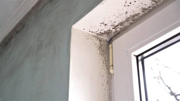 Best Toxic Mold Removal  in Linntown, PA