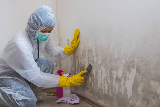 Best Best Mold Removal Companies  in Linntown, PA