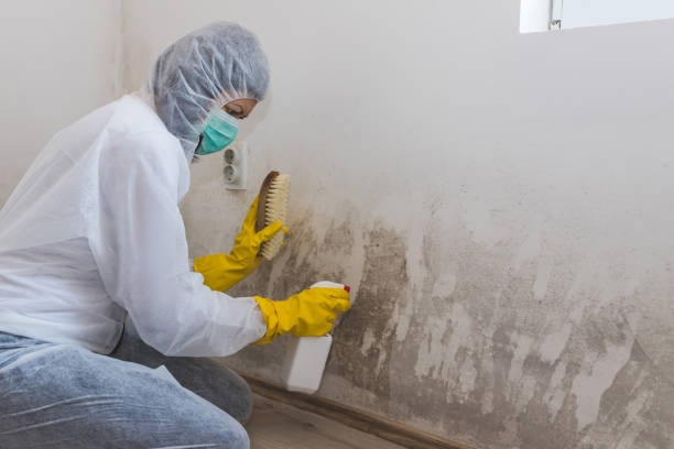 Best Mold Damage Repair  in Linntown, PA