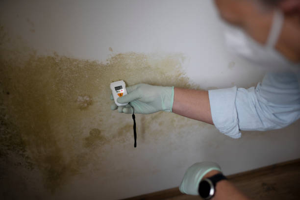Attic Mold Removal in Linntown, PA