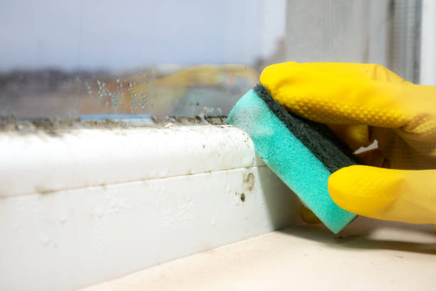 Best Commercial Mold Removal  in Linntown, PA