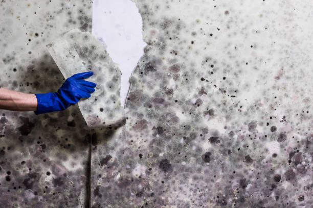 Best Emergency Mold Removal  in Linntown, PA