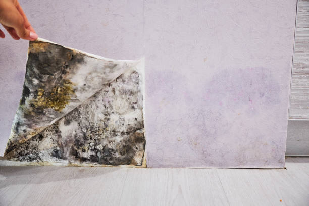 Best Attic Mold Removal  in Linntown, PA